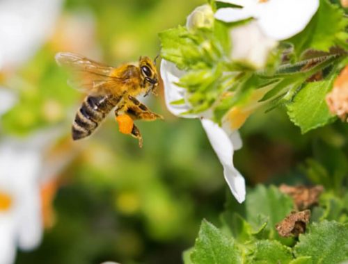 Slovenskí včelári: Rok 2020 je najhorším pre včelárov za posledných 30 rokov