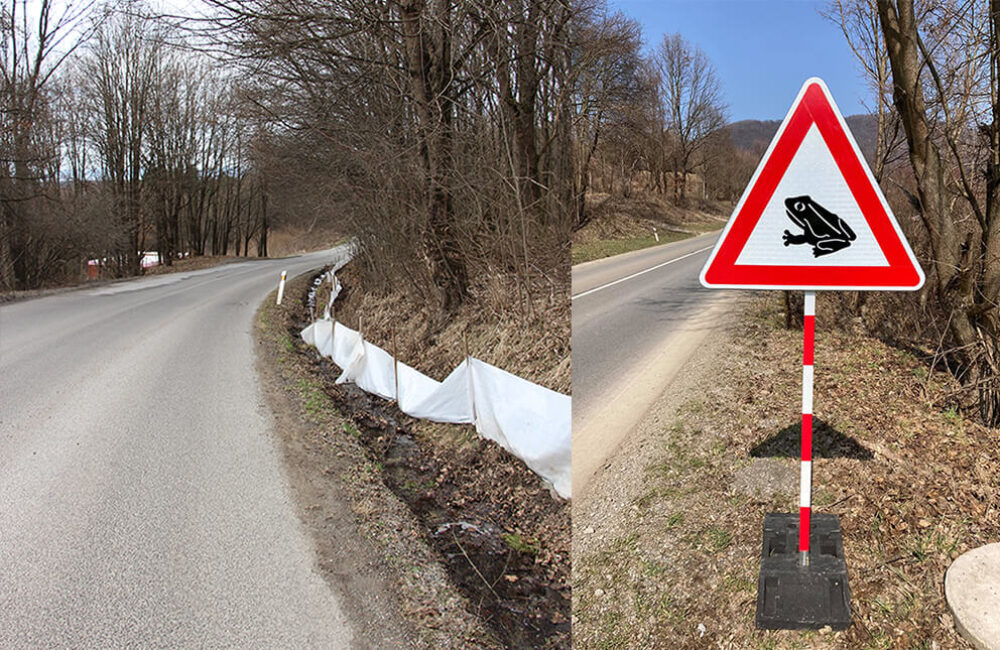 Vodiči pozor, začína migrácia žiab