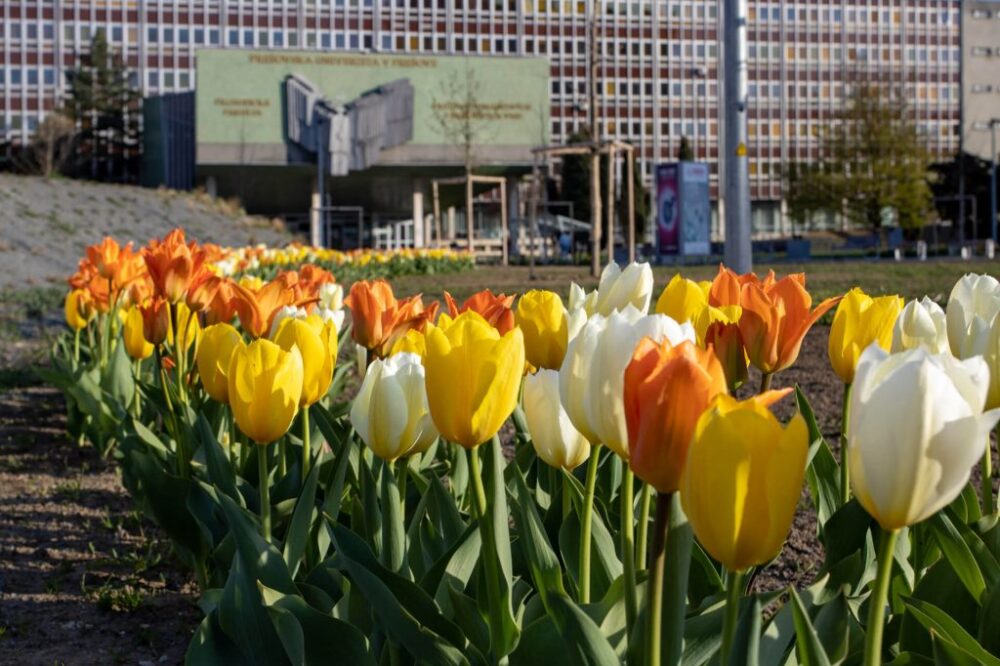 Areál Prešovskej univerzity zaplavili tisícky tulipánov