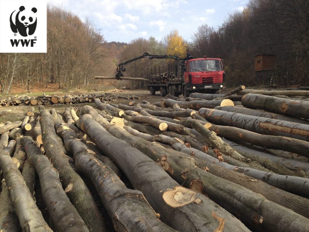 Aj dôsledné odhaľovanie nelegálnej ťažby dreva je nástrojom na zmierňovanie dôsledkov zmeny klímy