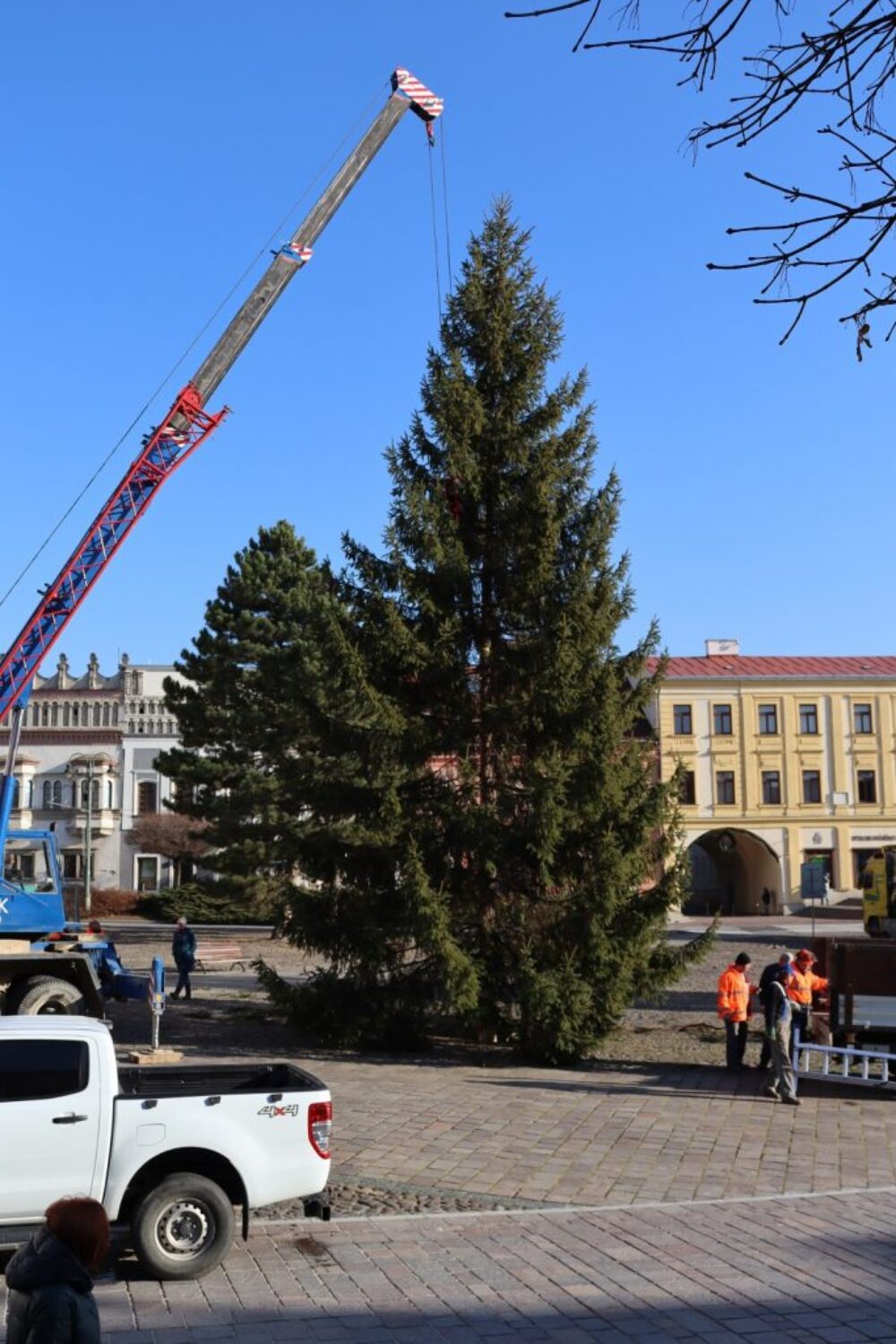 Smrek obyčajný sa v Prešove stal smrekom vianočným