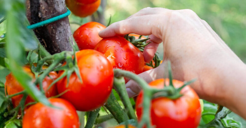 Zasadila som túto zeleninu k paradajkám a zdvojnásobila som si tak úrodu. Poskytne potrebné živiny a ochráni aj pred škodcami