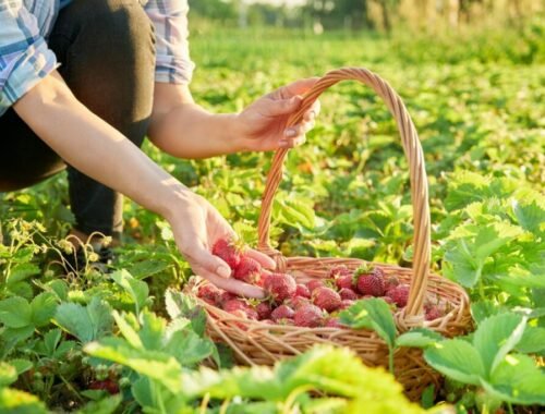 Kľúčom k úspechu veľkých a chutných jahôd je urobiť niečo ešte pred zasadením