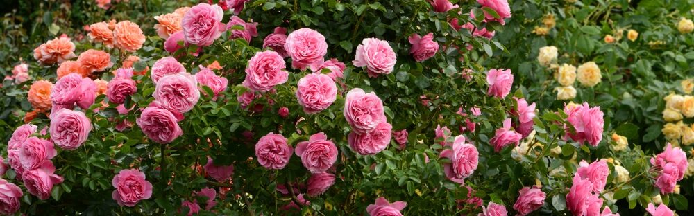 Záhradníci varujú: ak zanedbáte jednu úlohu, ruže sa „výrazne poškodia“