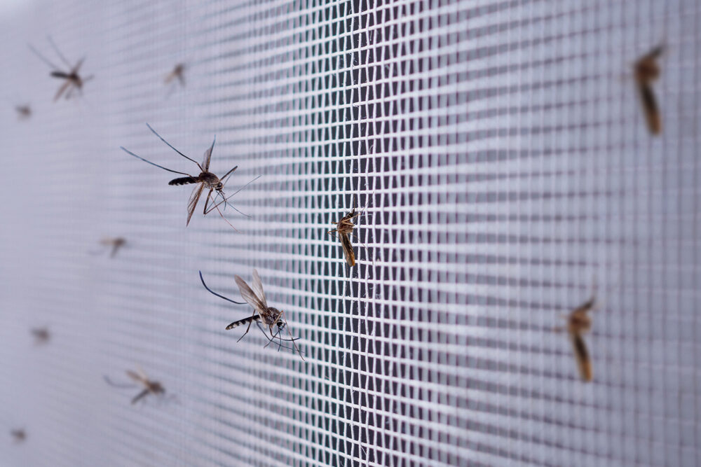 Účinný spôsob odpudzovania komárov. Taliani tento trik používajú už roky
