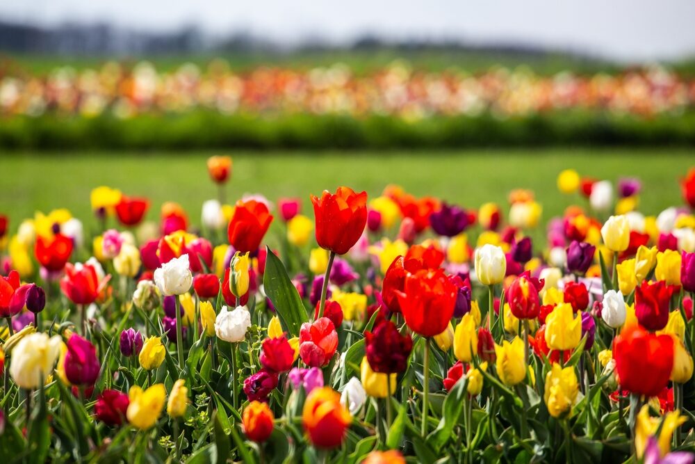 Čo robiť s tulipánmi, aby budúci rok krásne kvitli? Postupujte podľa metódy holandských záhradníkov