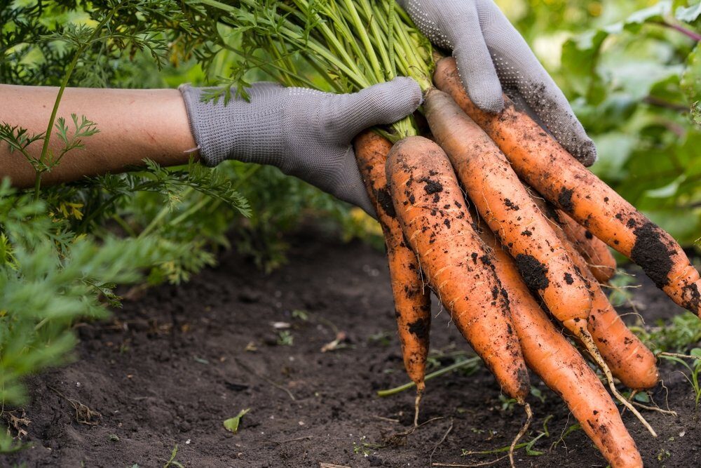 Ako hlboko zasiať mrkvu? V takejto pôde bude mrkva rásť zdravá, šťavnatá a rovná