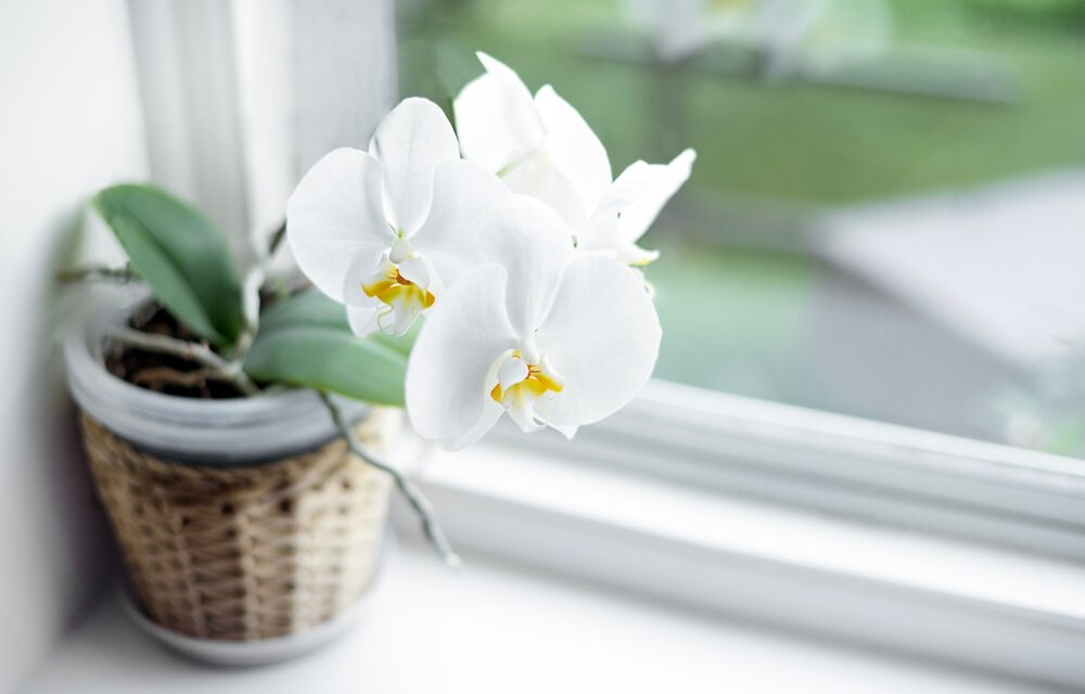 Stačí jedna chyba a listy orchidey zožltnú. Na jej záchranu stačí jednoduchá zmena