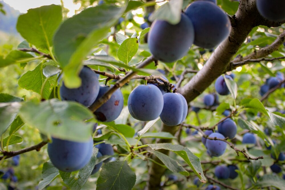 Týmto obalom obalíte kmeň stromu, aby ste sa vyhli červivým slivkám. Zvláštny patent, ale funguje