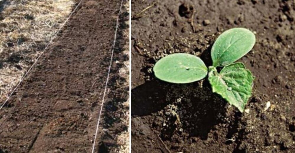 Je lepšie zasiať uhorky rovno do zeme, alebo si najskôr vypestovať sadenice? Ktorý postup je ten správny?