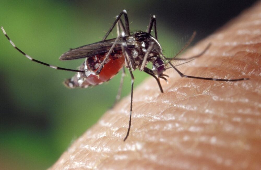 Nebezpečné komáre okupujú Európu. Odborníčka varuje pred epidémiou