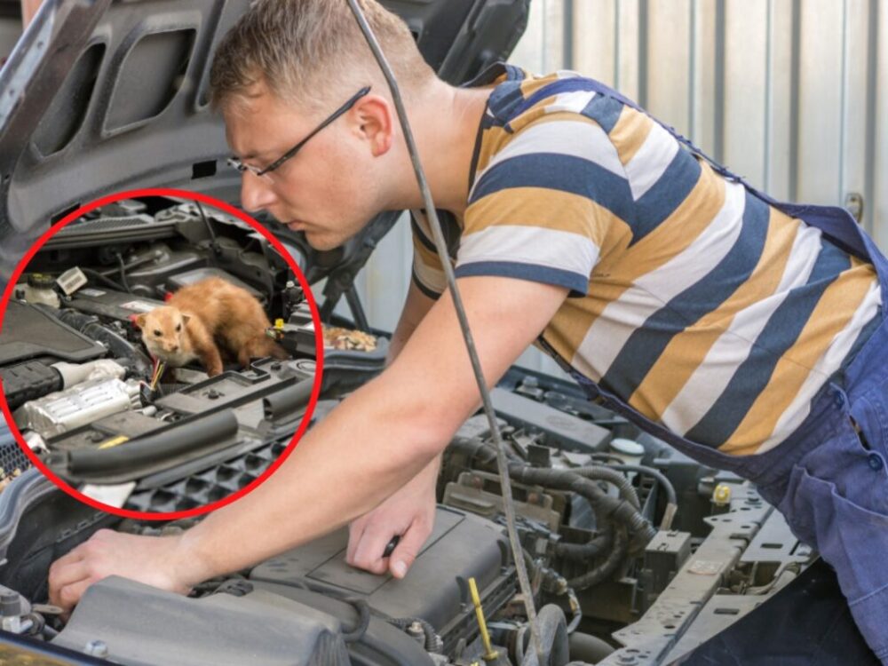 Môj starý otec má osvedčenú metódu, ako sa vysporiadať s kunami. Stačí namočiť kúsok látky týmto prípravkom