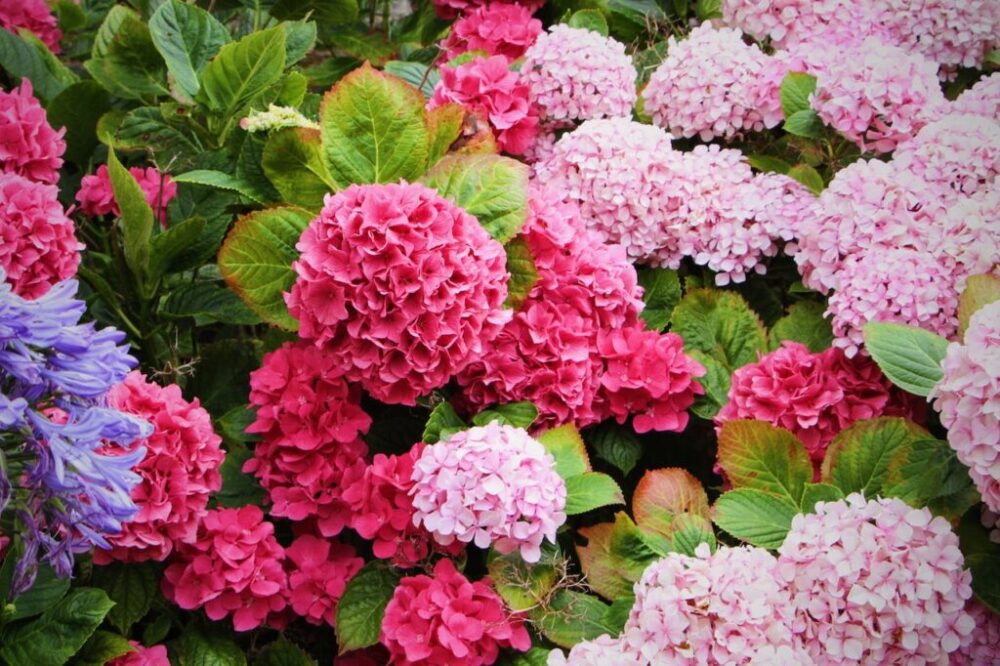 Takto španielski záhradníci menia farbu hortenzií. Čo môžete urobiť, aby ste mali ružové alebo výrazne modré hortenzie?