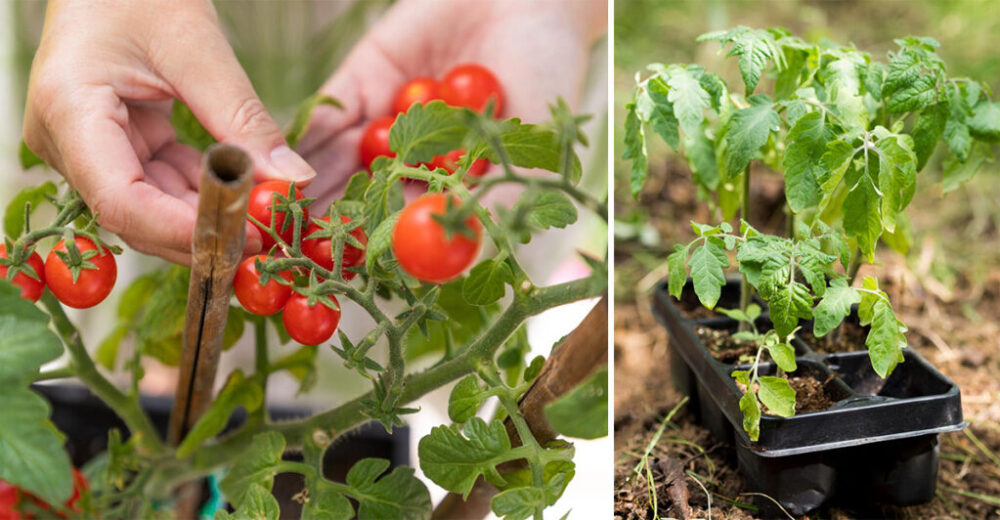 Lepšie HNOJIVO pre vaše paradajky nezoženiete! Pridajte ho pri presádzaní pod každú rastlinku a odvďačia sa vám