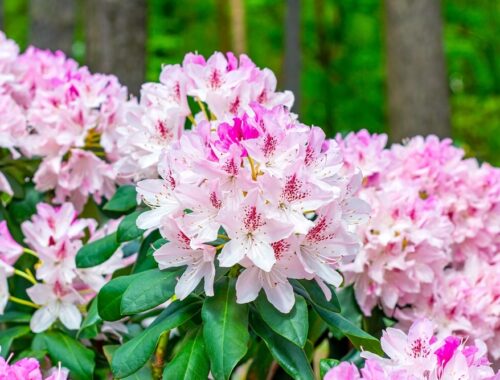 Použite dve zložky, aby rododendron kvitol dlhšie. Túto metódu mi navrhol priateľ záhradník