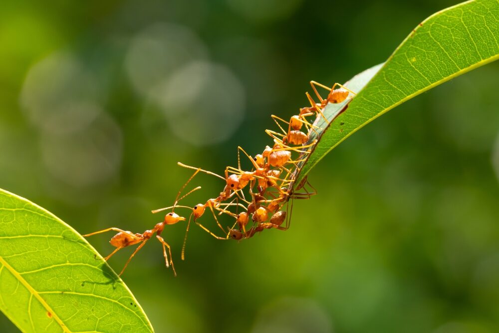 Mravce a vošky Vám napádajú ovocné stromy. Tieto tri zložky sú záchranou