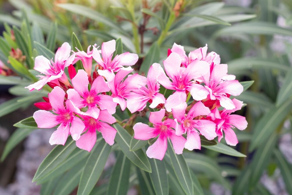 Kondicionér, ktorý posilňuje kvety. Oleander bude kvitnúť až do neskorej jesene