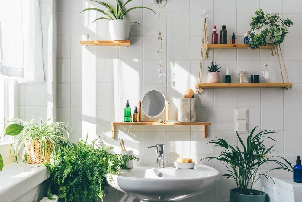 Tieto rastliny zbavia vašu kúpeľňu plesní. Okrem toho zdobia interiér a ľahko sa pestujú