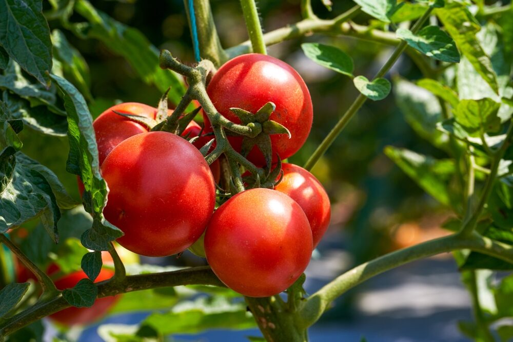 Nakrájajte kôru a zalejte ju teplou vodou. Vďaka tomuto domácemu kondicionéru budú vaše paradajky krásne rásť
