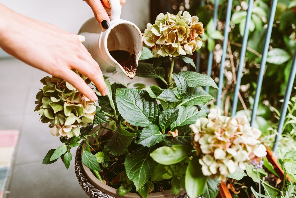 Kávová usadenina na kvety je jedným z najúčinnejších hnojív. Poznáte správne pomery?