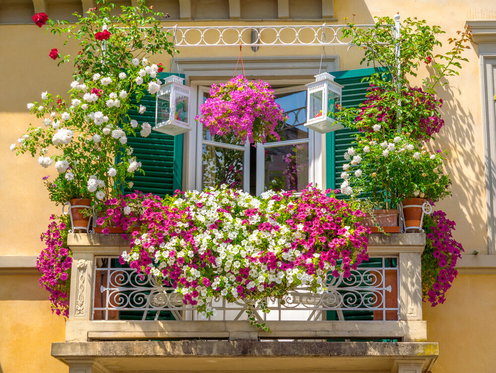 Kvety ideálne na balkón. Tri rastliny, ktoré si nemôžete nechať ujsť