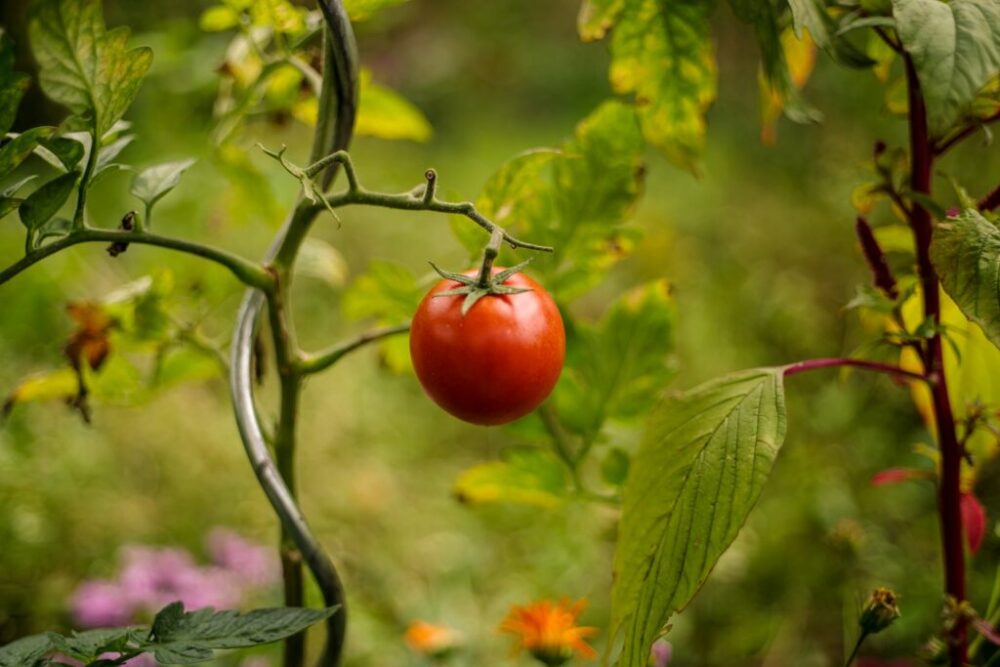 Listy paradajok a uhoriek žltnú? Vyrobíte si to doma a zachráni ich to