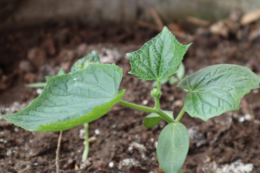 Kedy a ako sadiť uhorky? Skontrolujte predpoveď počasia a zapíšte si dátum. Budú prinášať bohatú úrodu