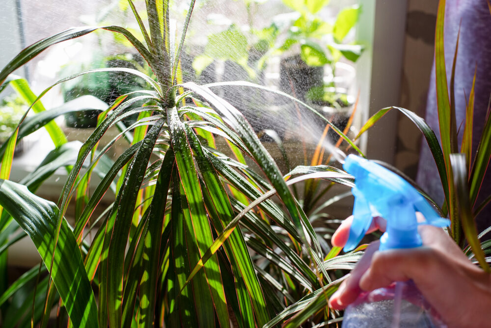 Dracaena sa zazelená šťastím, keď do nej nalejete tento „koktejl“. Žlté listy zmiznú bez stopy