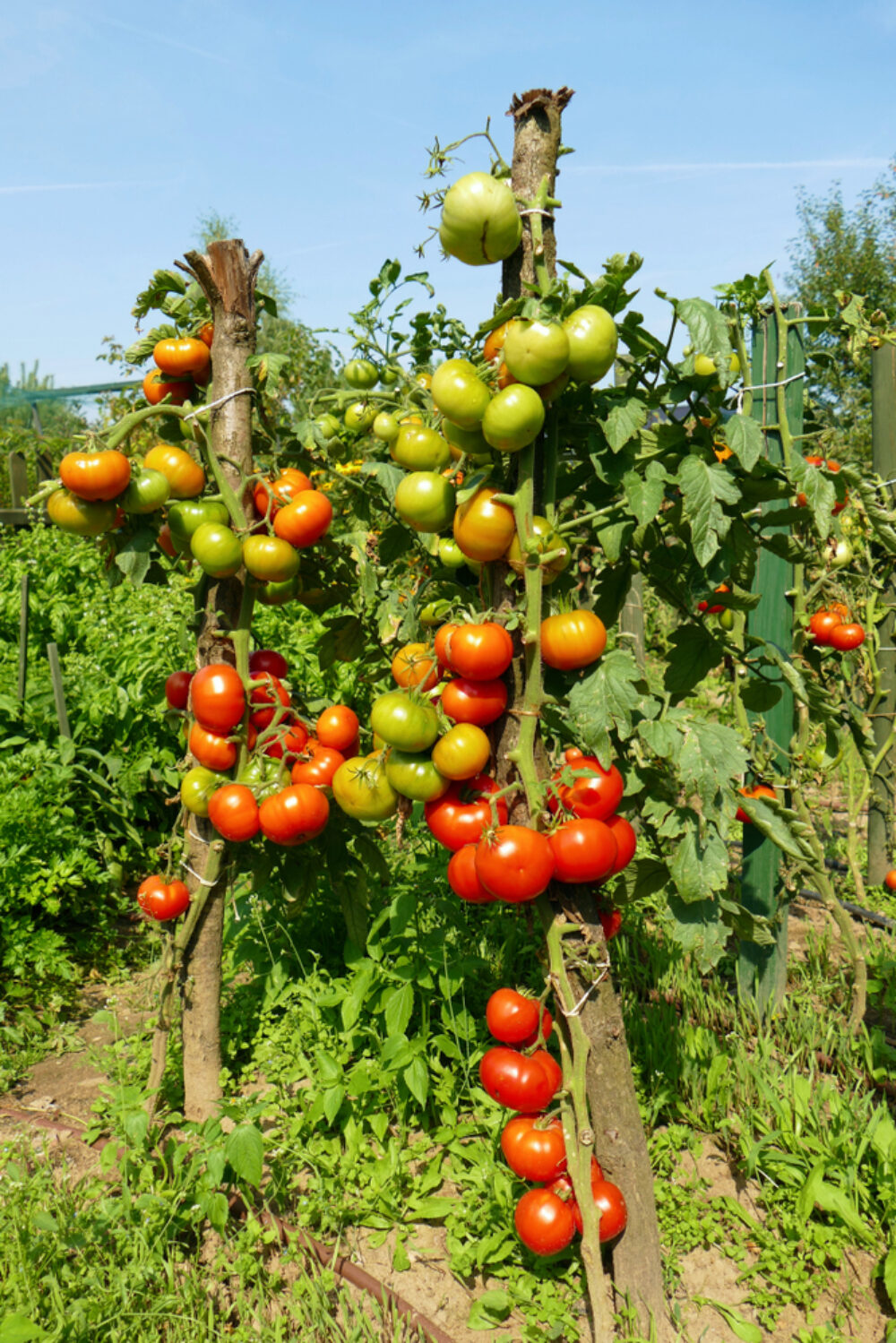 Prečo sa z paradajok odlamujú listy? Je to veľmi dôležité. Nezabudnite to urobiť v júni