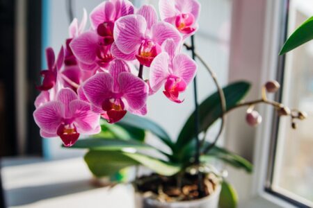 Orchidea, ktorá nechce kvitnúť? Zalievajte ju takto a ona sa obsype novými kvetmi