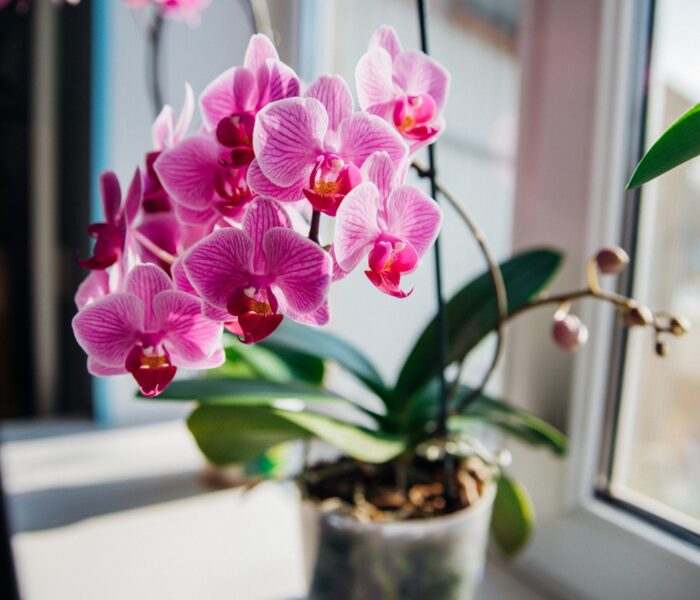 Orchidea, ktorá nechce kvitnúť? Zalievajte ju takto a ona sa obsype novými kvetmi