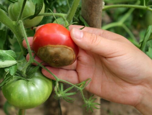 Čo hryzie paradajky? Títo škodcovia sú mimoriadne nepríjemní. Nedajú sa spozorovať voľným okom