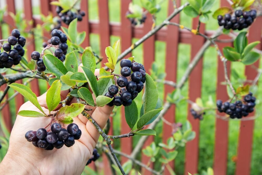 Kedysi sa nachádzala v každej záhrade, ale dnes je ťažšie ju nájsť. Je to škoda, pretože jej plody sú vitamínovou bombou