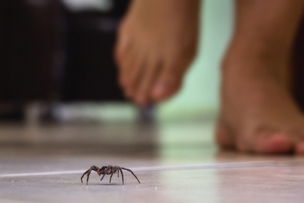 Vezmite dve prísady a postriekajte rámy dverí. Do vášho domu sa už nevkradnú žiadne pavúky