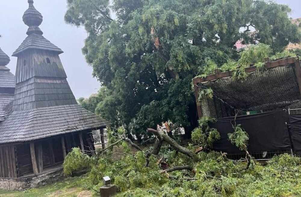 V blízkosti Východoslovenského múzea v Košiciach spadla jedna z hlavných vetiev Sofory japonskej