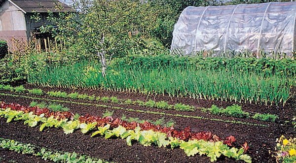 Zeleninová záhrada a trojročný plán striedania plodín