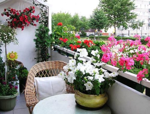 Ako pestovať balkónové kvety?