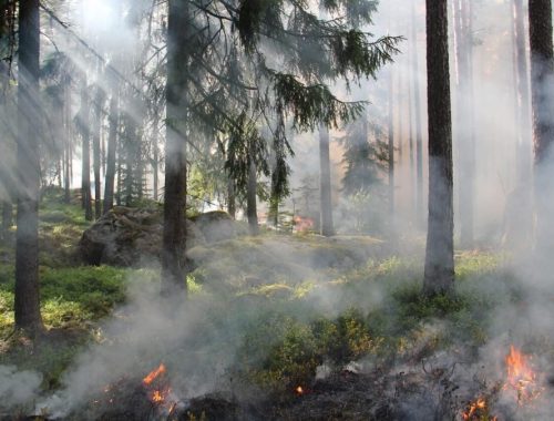 Riziko požiarov sa v týchto dňoch môže zvýšiť, v lesoch je potrebné dodržiavať pravidlá