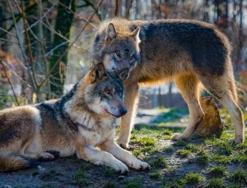 Otvorená výzva na zastavenie lovu vlka na Slovensku