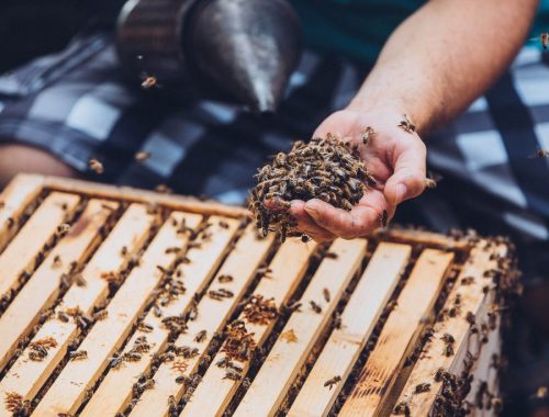 Prešovská univerzita spúšťa výučbu včelárstva, zriadi vzdelávacie včelnice