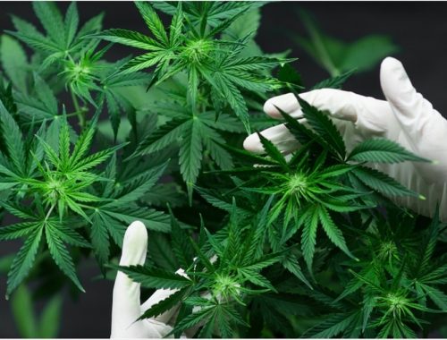 Legalizácia a návrat rastliny života Cannabis Sativa – Konope siate