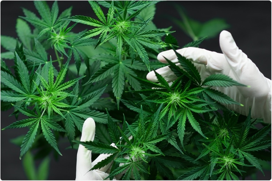 Legalizácia a návrat rastliny života Cannabis Sativa – Konope siate
