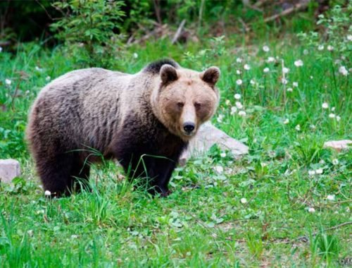 Ľudia sa začali báť, že v lese stretnú medveďa hnedého