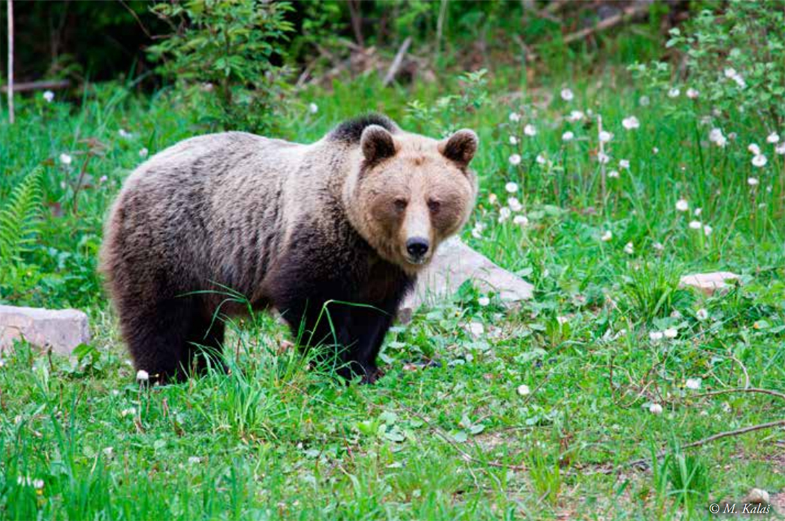 Ľudia sa začali báť, že v lese stretnú medveďa hnedého