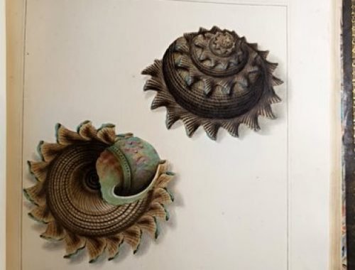 Z historickej múzejnej knižnice – Univerzálny konchológ