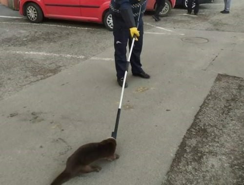 Vydra zablúdila do potravín, mestskí policajti ju vrátili späť k rieke