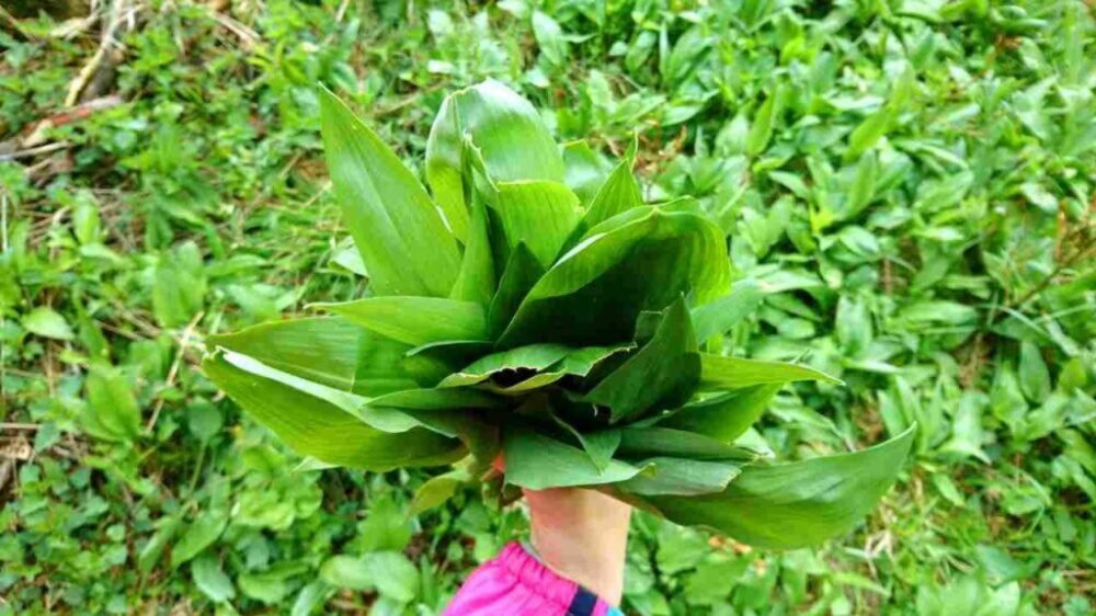 Prvá jarná bylina už rastie