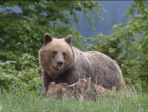 V lokalite Malý Borkút sa pohybuje medveď