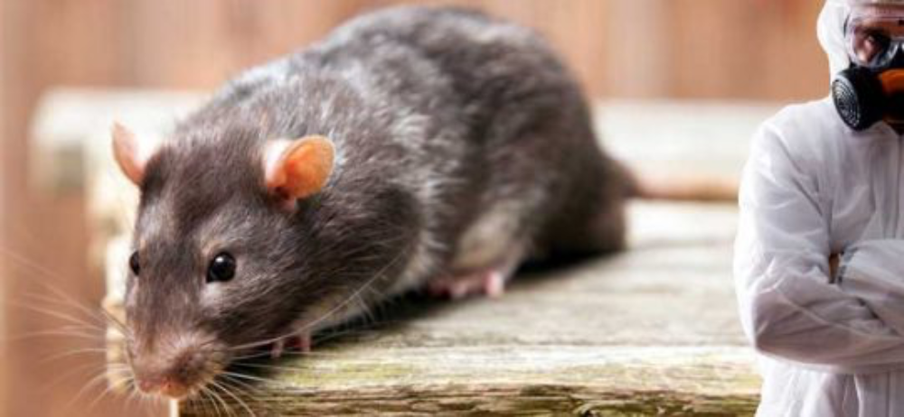 Začína sa jesenná deratizácia