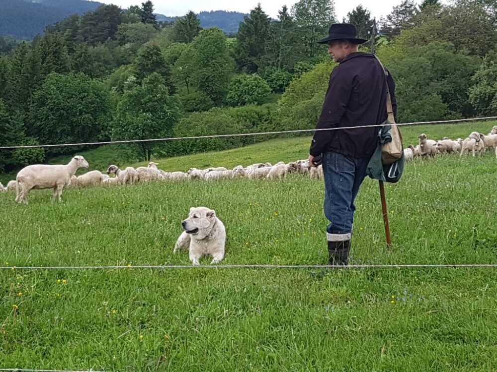 WWF Slovensko prináša film, ktorý ukazuje cestu k efektívnej ochrane stád pred šelmami
